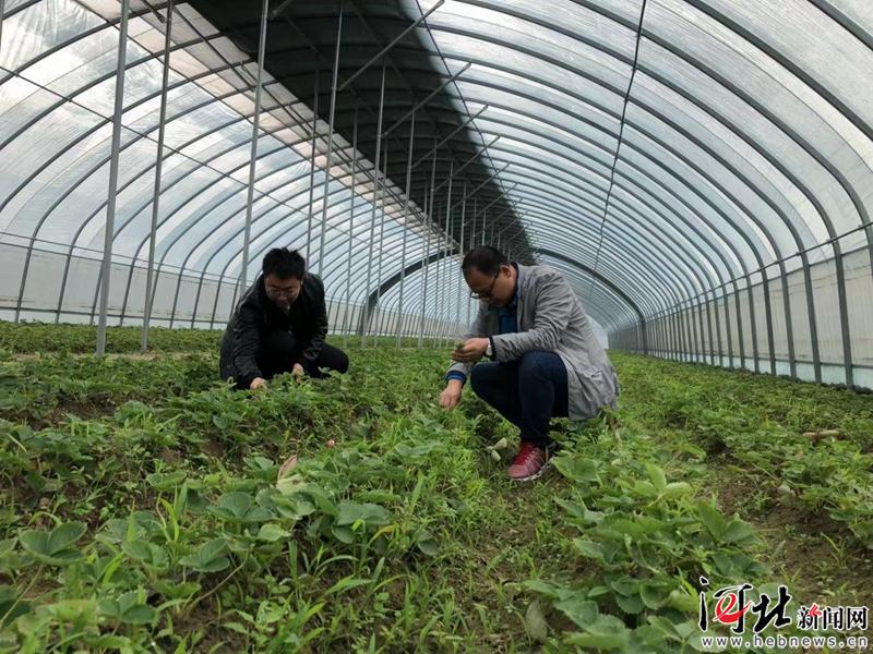 望都：让农民满意 更让农民受益
