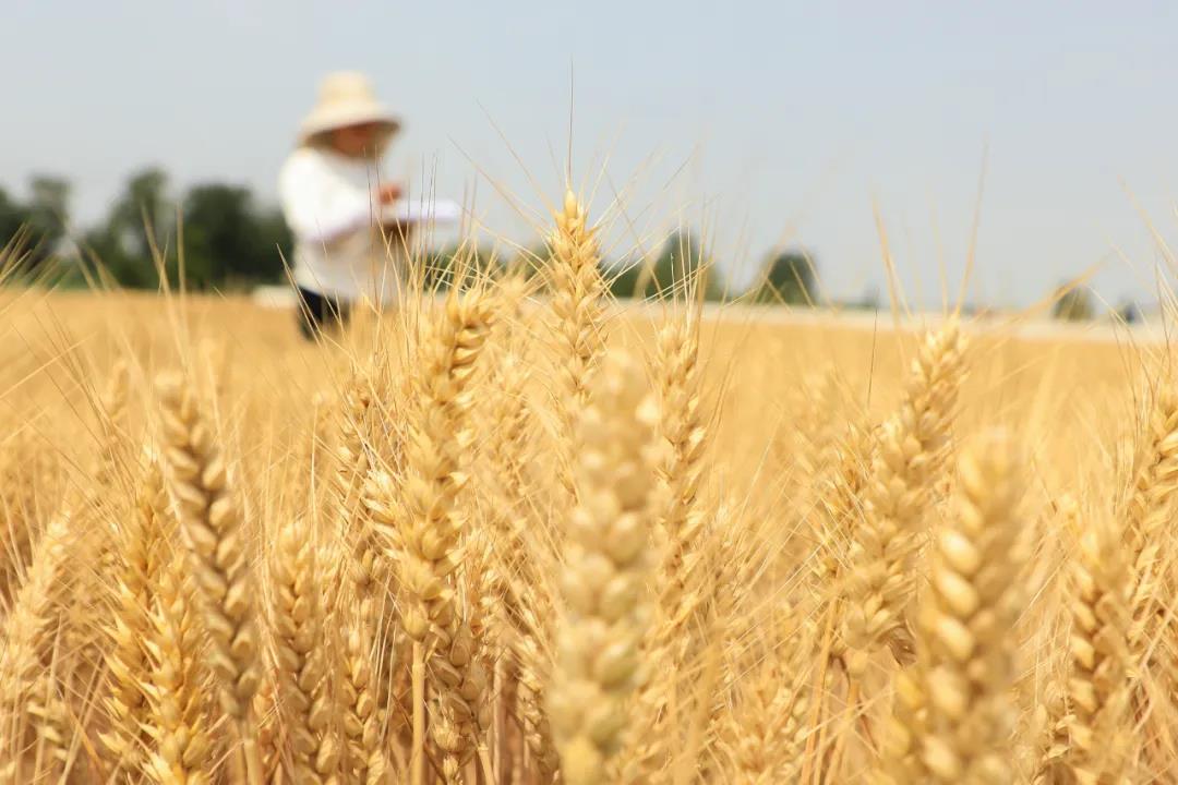 5亿立方米!辛集这一做法上了新华社!!