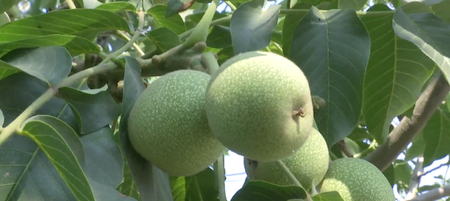 小核桃成为增收致富的“金果子”