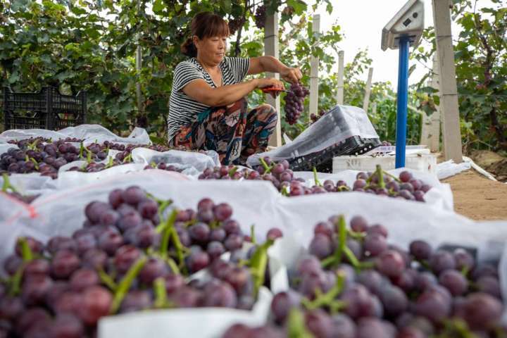 农民丰收丨河北辛集:葡萄熟了 日子甜了