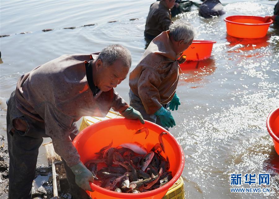 (经济)(2)河北曹妃甸:生态混养促增收