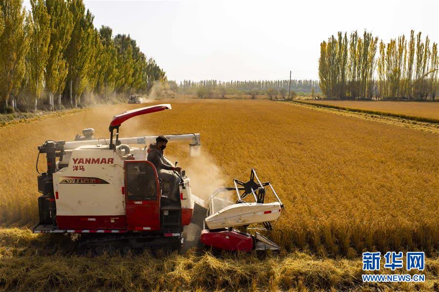 天山脚下稻花香