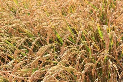 三大主粮价格波动仍在合理区间