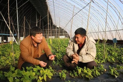 武汉江夏：乡土人才大有用武之地