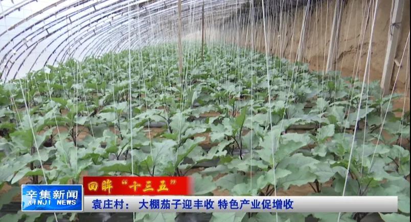 袁庄村： 大棚茄子迎丰收 特色产业促增收