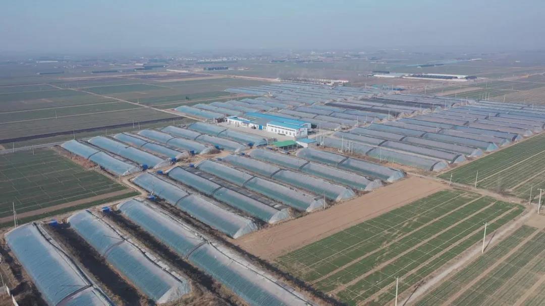 辛集一乡镇长当起了产品代言人！