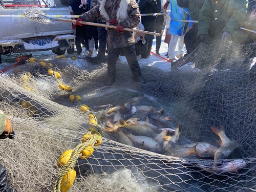 大鱼出网.jpg