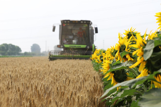 农机手在抓紧时间收割小麦。魏福祥摄