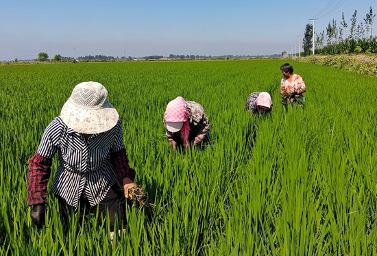 7月15日，农民在河北省玉田县石臼窝镇王家楼村稻田劳作。 张仁杰摄