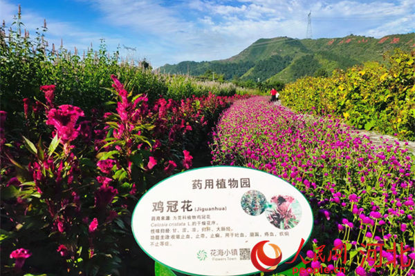 滦平县金沟屯镇下营子村中药材展示园。人民网 杨文娟摄