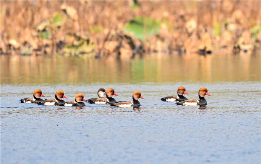 成群赤嘴潜鸭在白洋淀栖息。张学农摄 成群赤嘴潜鸭在白洋淀栖息。张学农摄