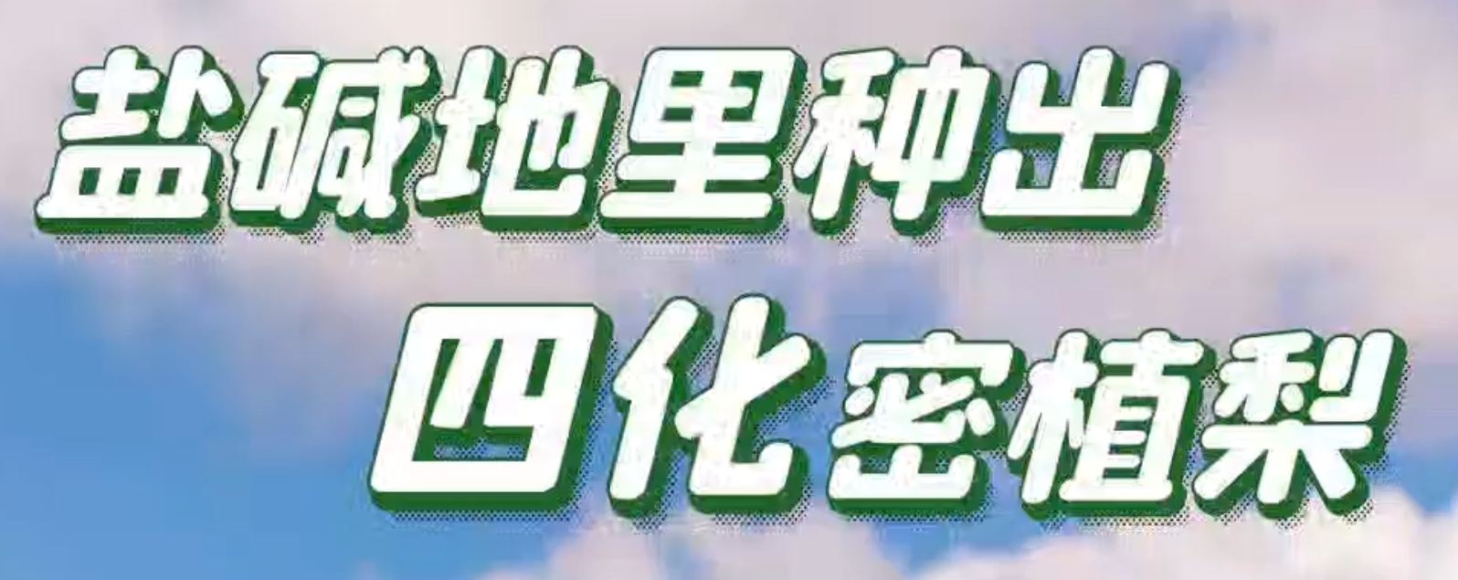 百姓看联播丨盐碱地里种出“四化”密植梨