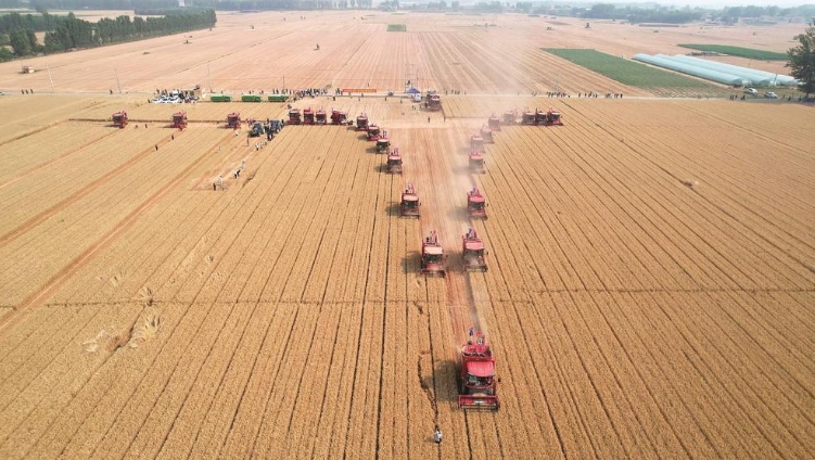 邯郸多措并举夯实夏粮丰产根基