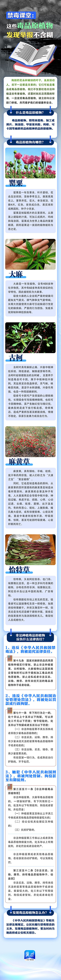 冀时图解 | 禁毒课堂：这些毒品原植物 发现举报不含糊
