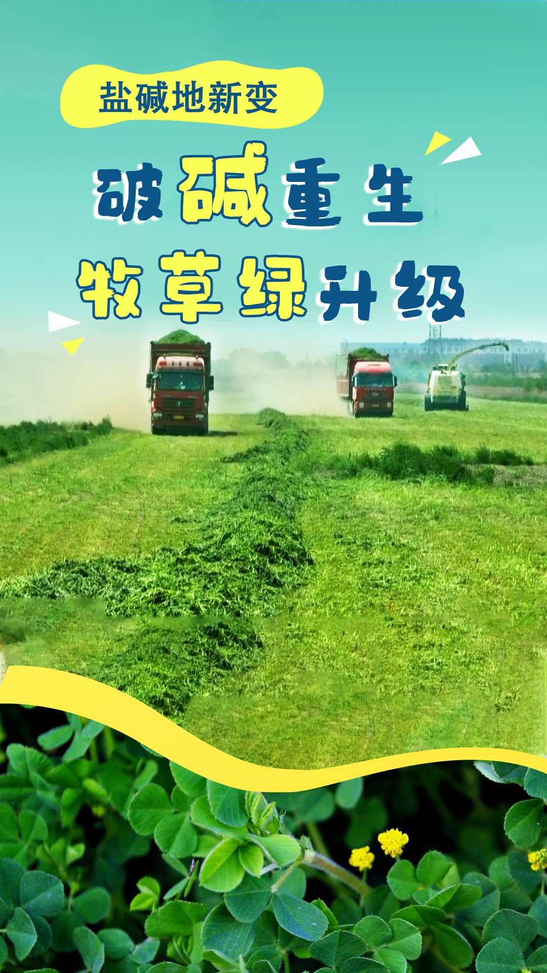 盐碱地新变 | 破“碱”重生 “牧草绿”升级