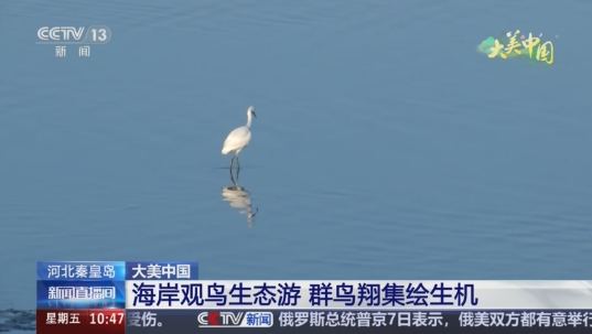 [新闻直播间]大美中国 河北秦皇岛 海岸观鸟生态游 群鸟翔集绘生机